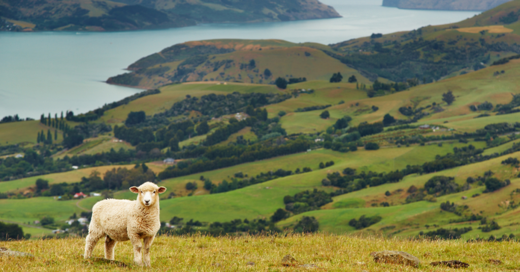 Wide shot of New Zealand greenery with a sheep in front